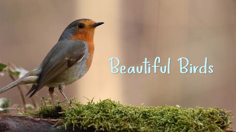 Beautiful Birds