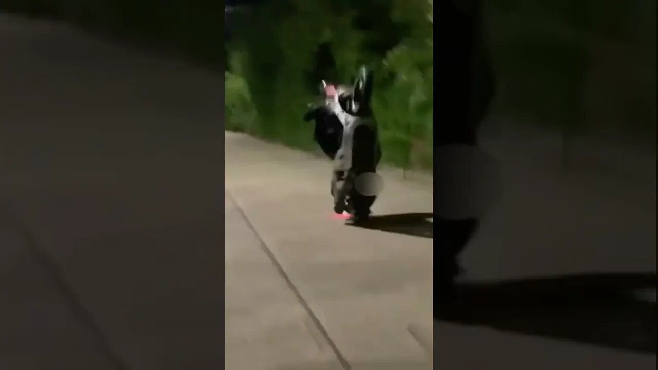 KTM 300 WHEELIE & HONDA SH300 SCRAPE