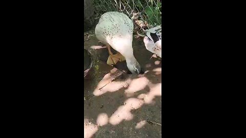 Welsh Harlequin ducks