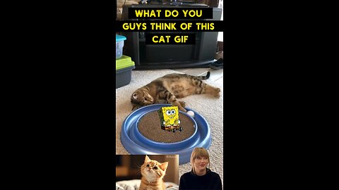 Cute Cat Gif