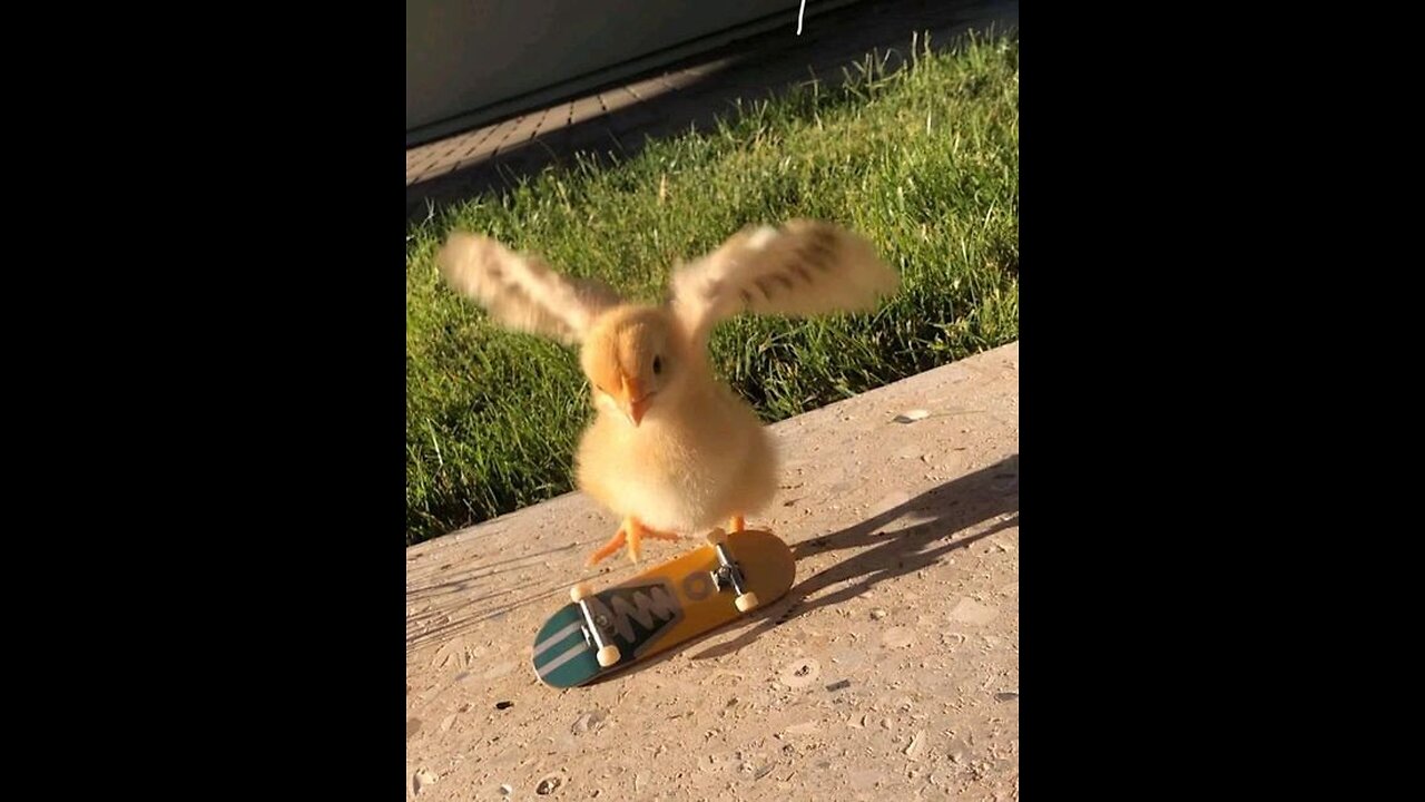 funny animal video for kids