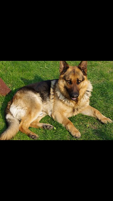 "German Shepherd Genius: Ball Retrieval Mastery"