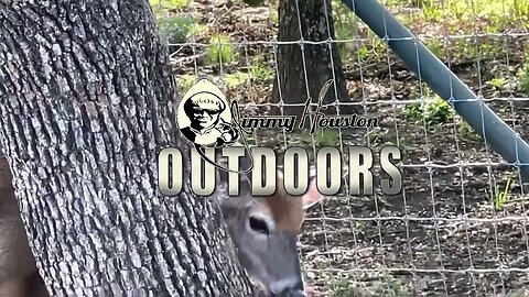Chris' Babies! (Aka Deer Herd) April 26th
