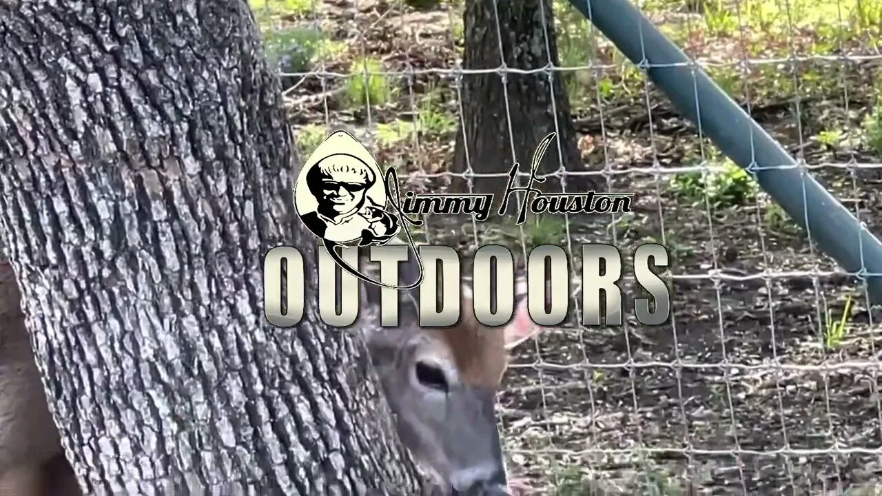 Chris' Babies! (Aka Deer Herd) April 26th