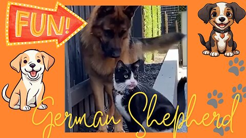 Funniest Animals in the World 2024😹 Try not to Laugh 😂 Funny Videos 😻🐶 | Part 29 😁Funniest German Shepherd