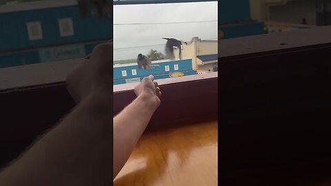 Bird feeding cuteness