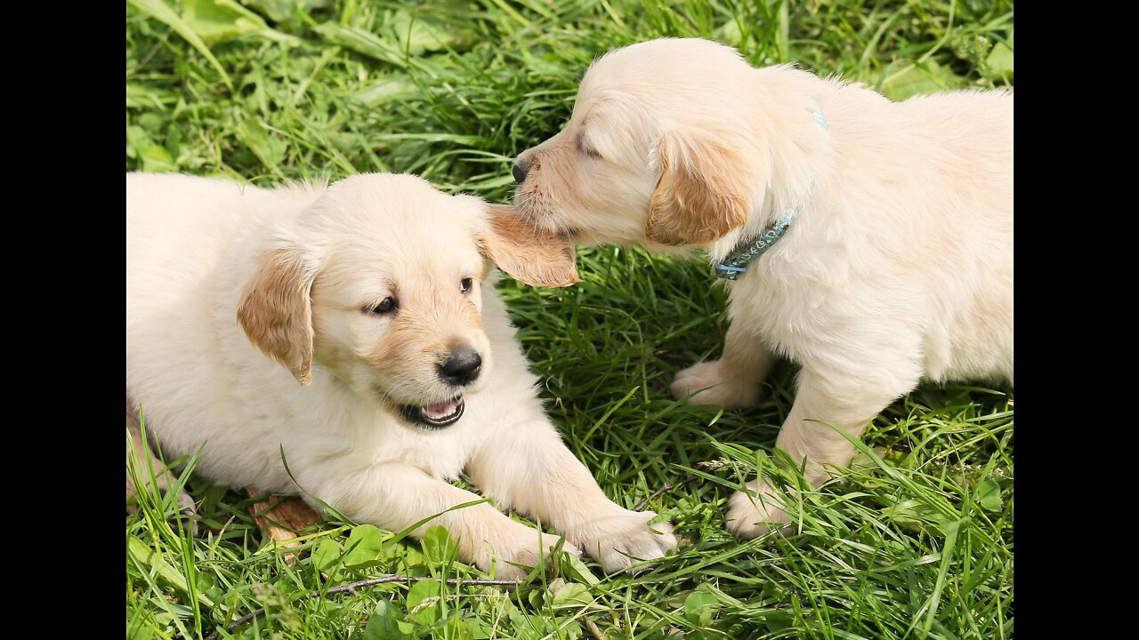Funniest & Cutest Puppies - Funny Puppies Videos of 2022