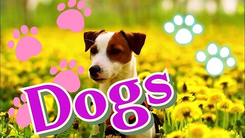 Dogs