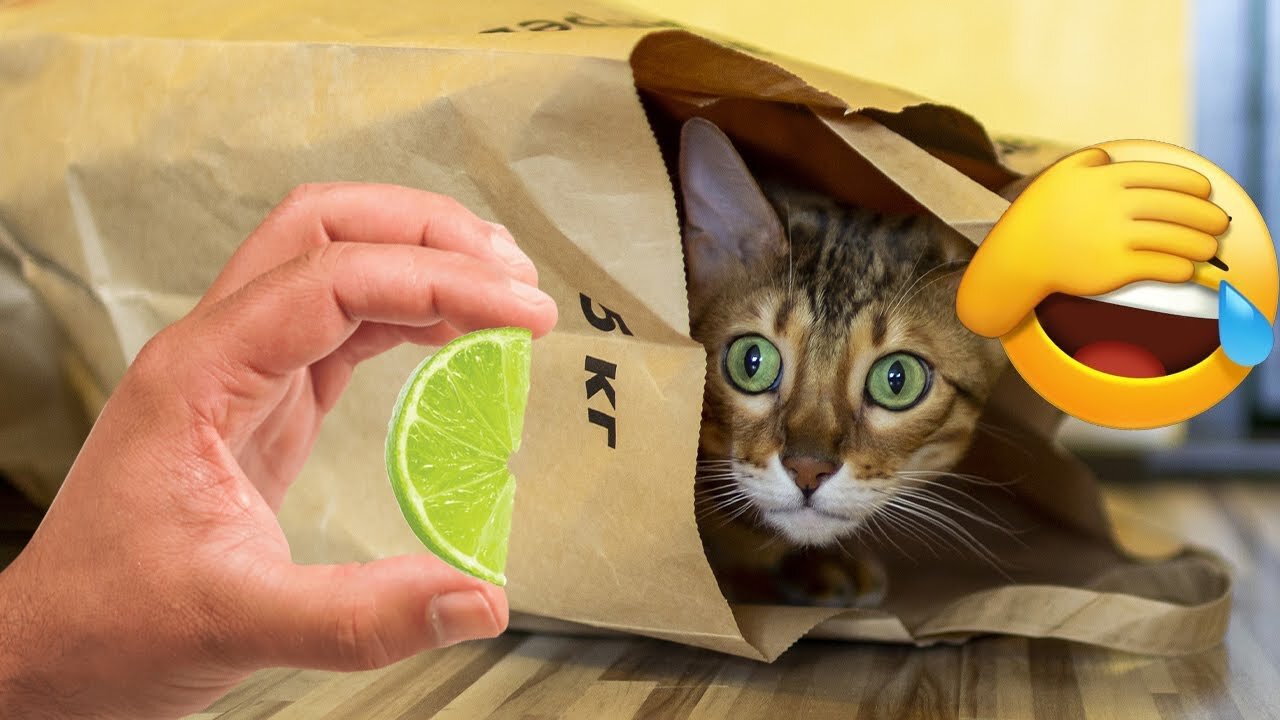 Funniest animals 2023. Funny and Fails Pets Video