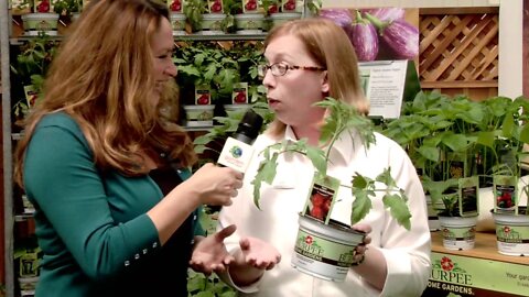 Compact Vegetable Plants for Containers
