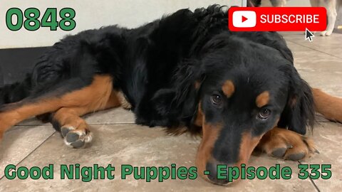 [0848] GOOD NIGHT PUPPIES - EPISODE 335 [#dogs #doggos #doggos #puppies #dogdaycare]