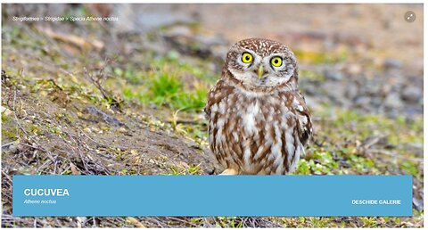 Cucuveaua (din "Pasari din livezile si baltile Dunarii)