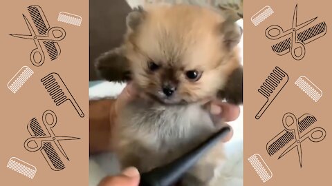 Lil furball is not happy with the grooming session!!! + more cute clips