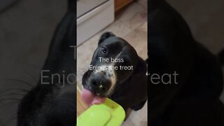 Happy Puppy #shorts #youtubeshorts #Puppy