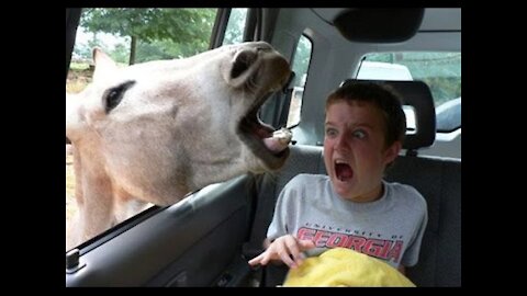 TRY NOT TO LAUGH 🤣 - Funniest kids at the zoo and Reaction of funny animals 🐶