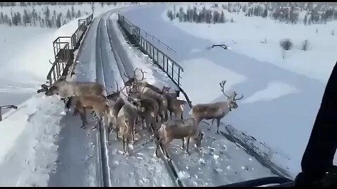 Renas ocupam ferrovia no Extremo Oriente russo e se recusam a sair apesar do trem correr