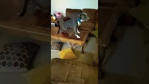 hail to the King baby! #einsteinsbackyard #pitbulls #pitties #dog #short #shortsvideo #shorts