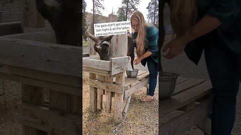 #homesteading #goats #farmlife