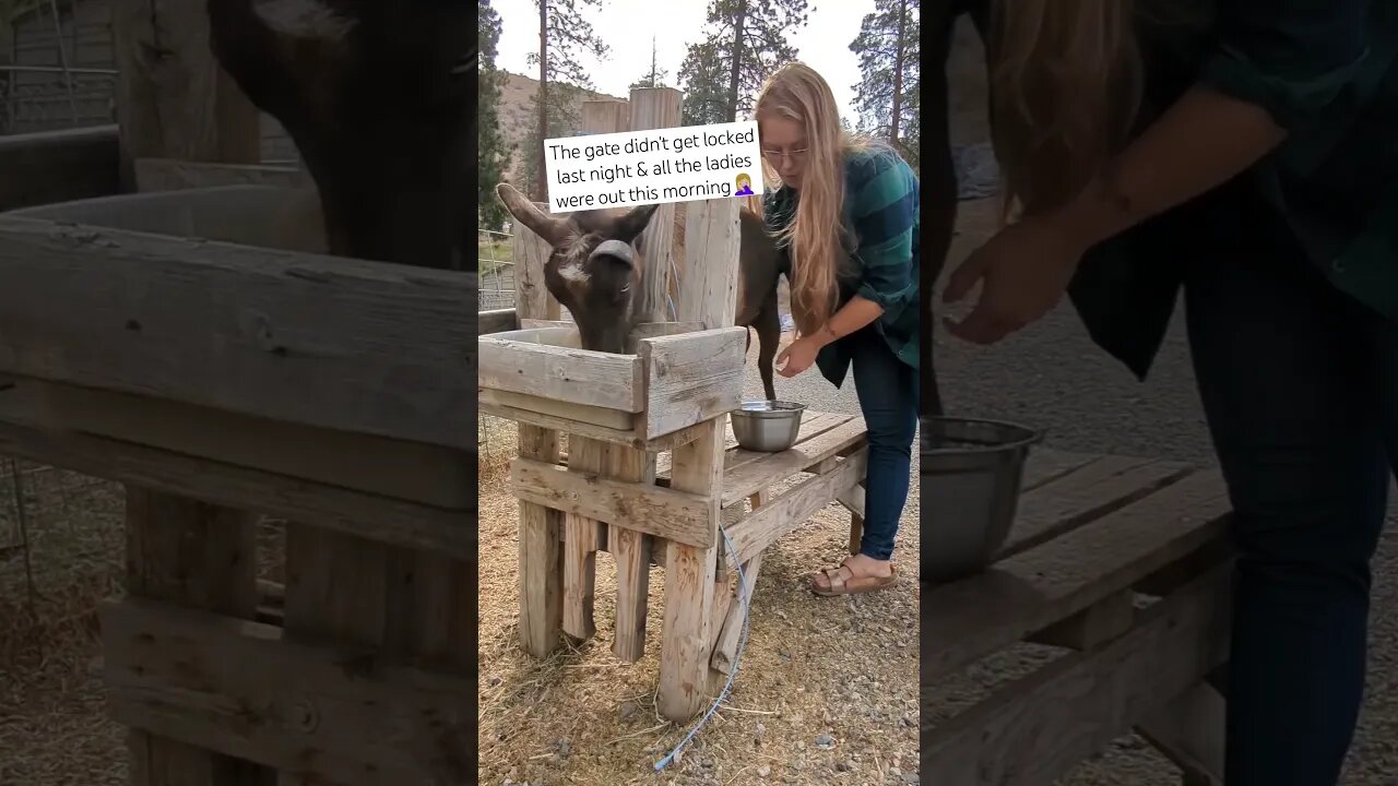 #homesteading #goats #farmlife