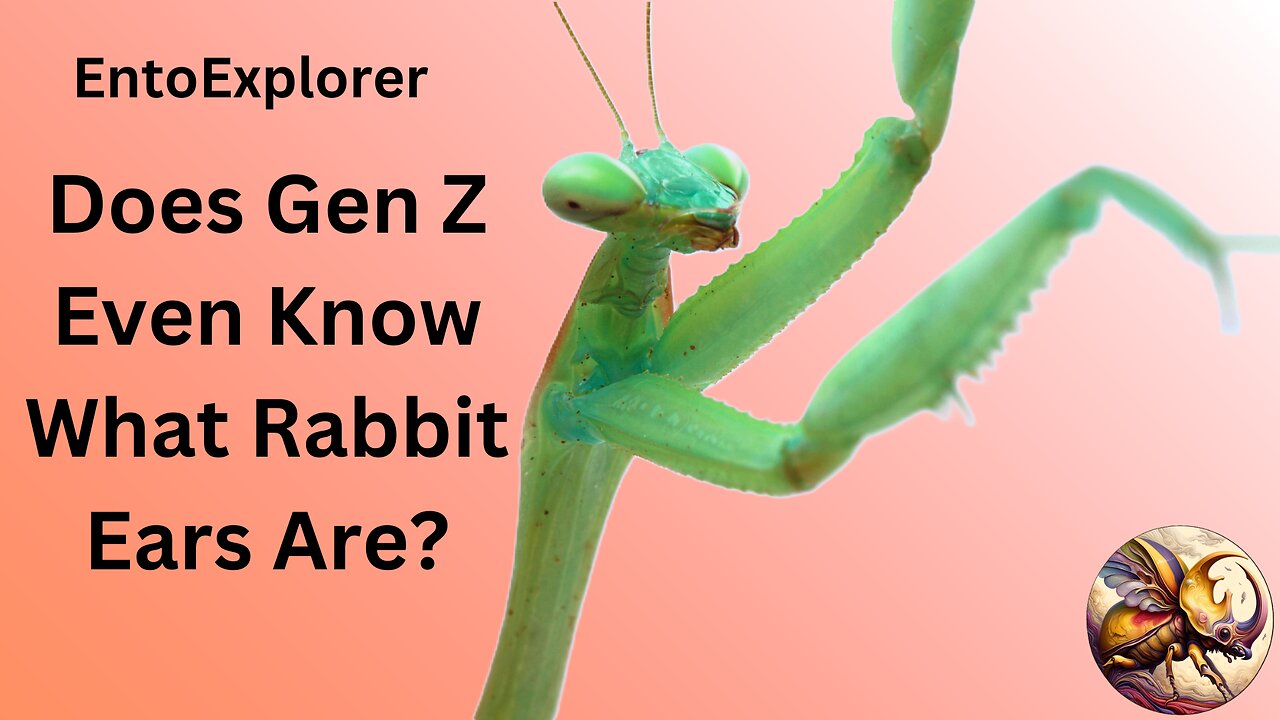 Introduction to Insect Morphology - Part 8 - The Antenna
