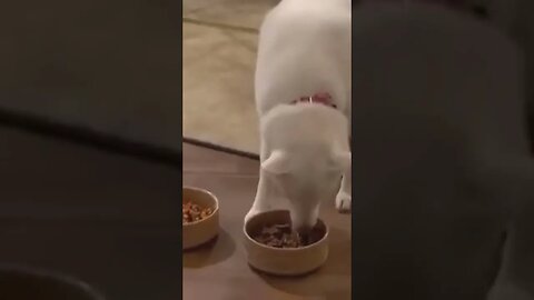WOKE Dog Owner FORCES DOG To Become VEGAN and GETS DESTROYED PUBLICLY