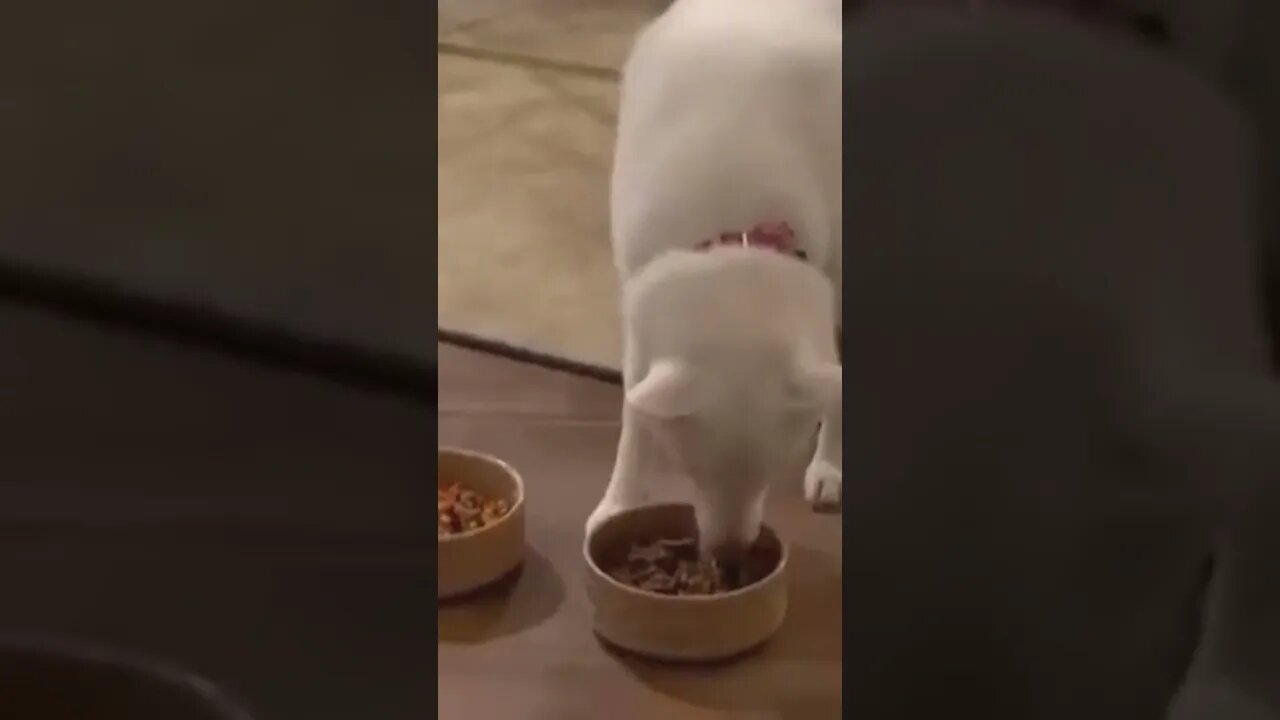WOKE Dog Owner FORCES DOG To Become VEGAN and GETS DESTROYED PUBLICLY