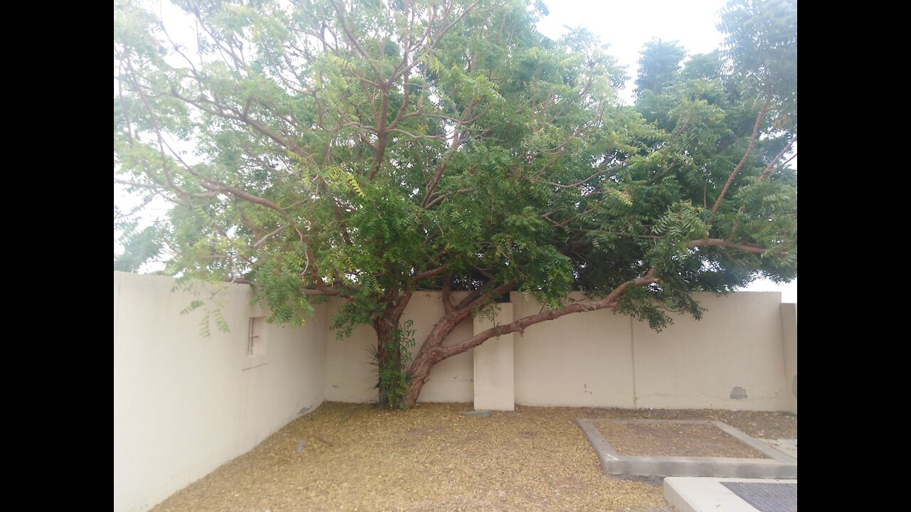 A tree called Shirish