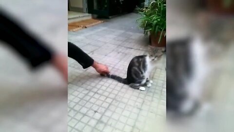 Best funniest video cats vs Gun😁