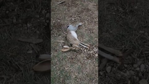 Hunting #shorts #hunting #rabbit #guns #taste #country