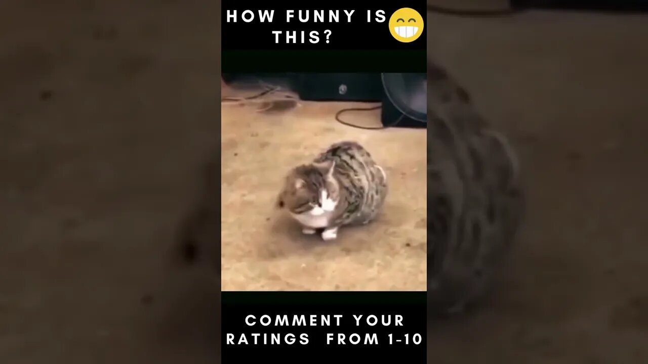 Funny Cats Video Compilation pt 7 😂😂😂....... #shorts