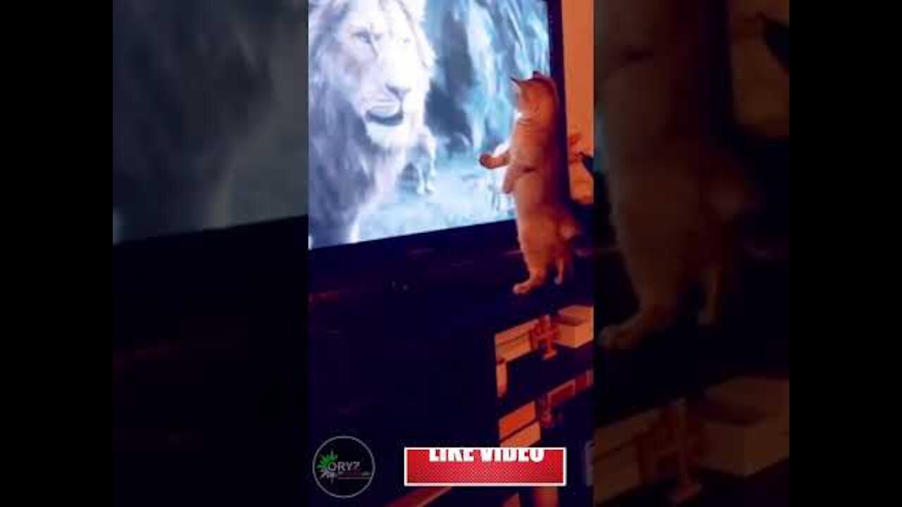 Funny Cat | BRAVE CAT DESTROY LION KING