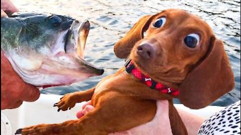 Best Funny Animal Videos Of The Month - Cute Dogs And Cats Reactions