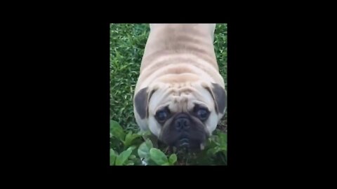 Cute dog caught in hide and seek game | Funny Animal Videos | Fun O Fun