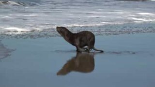 Ces trois otaries retournent dans leur habitat naturel