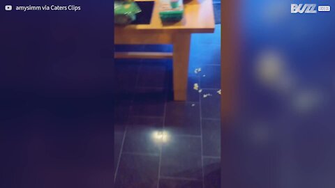 Filha prega partida à mãe com moedas no chão!