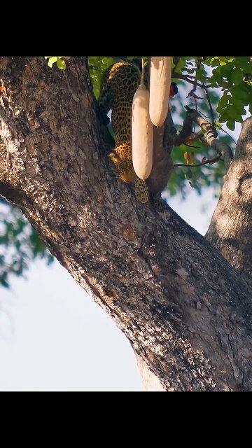 Wild life and wild animals