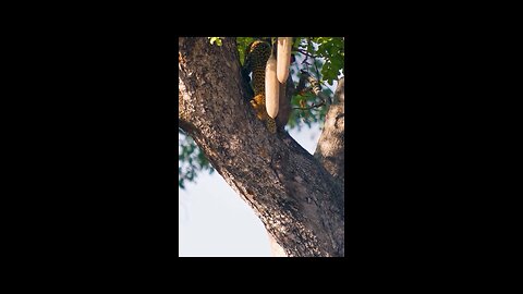 Wild life and wild animals