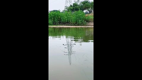 funny clip