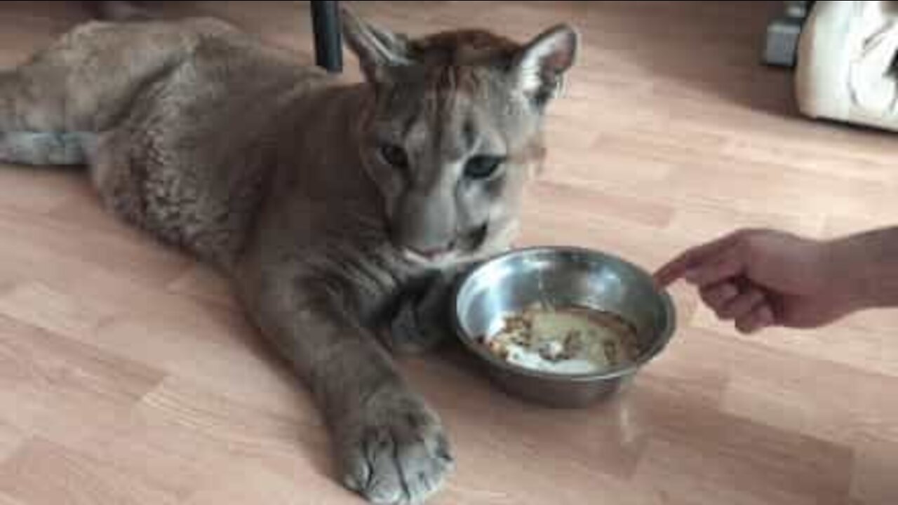 Coppia adotta un nuovo animale domestico... un puma!