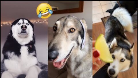 Pets Cute Funny Dog Husky TIKTOK Videos