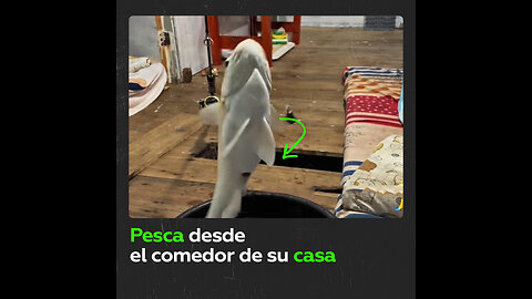 Hombre pesca desde el comedor de su casa