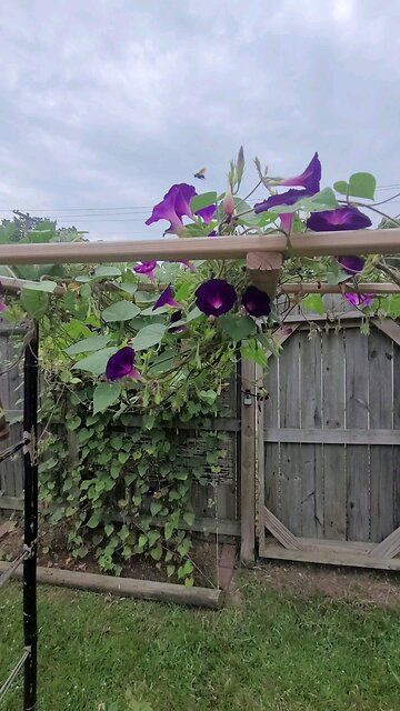 Cloudy day equals extended dawn