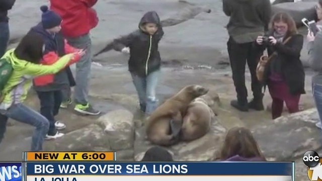 Big war over sea lions in La Jolla
