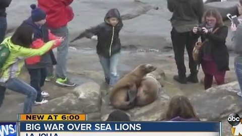 Big war over sea lions in La Jolla