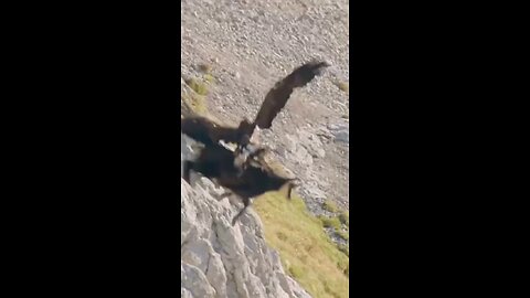 Battle on the Cliff: Eagle vs. Mountain Goat