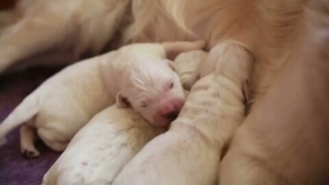 Golden retriever with newborn puppies