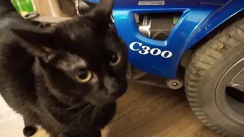 VLOG 359: alexa - turn on the grinder!!