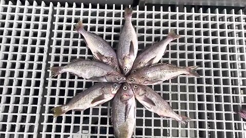 Eye of the Starfish Pyramid