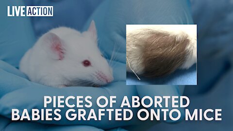 Stop Experimenting On Murdered Babies