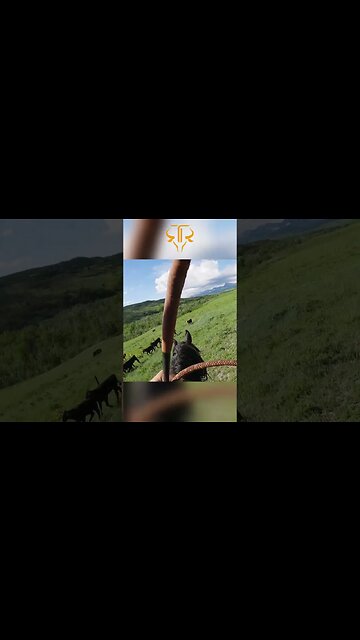 ⚠︎ Calves Try To Bail Through The Fence ⚠︎